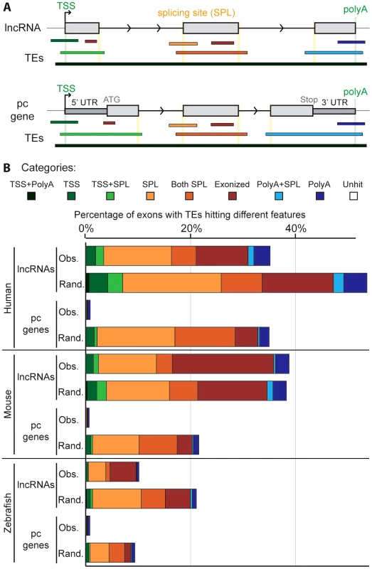 Contribution of TEs to different gene features of lncRNAs.