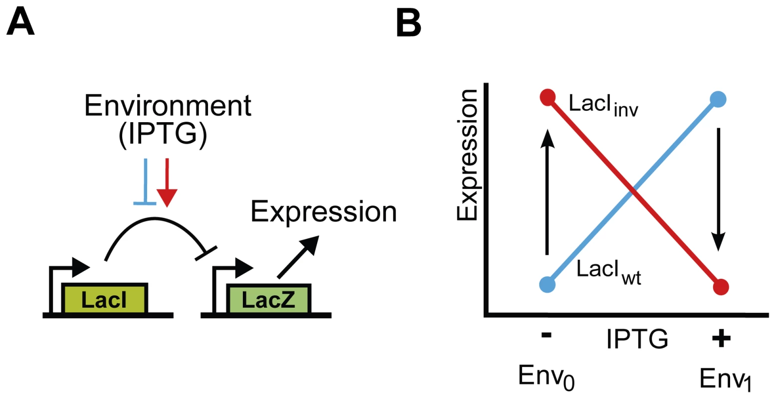 Functional description and schematic representation of genetic variants in the <i>lac</i> system.