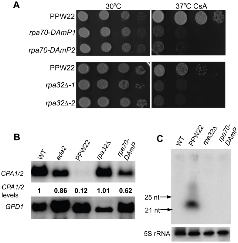 Replication Protein A, a ssDNA-binding protein complex, is essential for transgene-induced silencing.