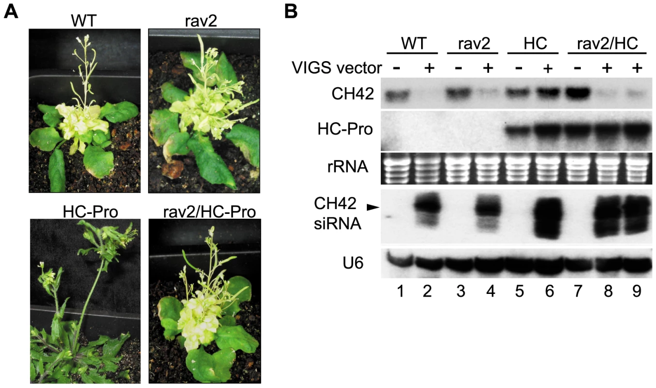 <i>RAV2</i> is Required for HC-Pro Suppression of Virus Induced Gene Silencing (VIGS).