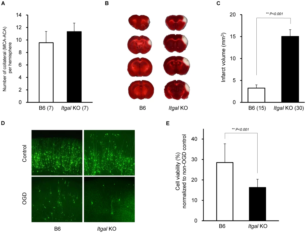 Infarct volume is increased in <i>Itgal</i> knockout (KO) mice.