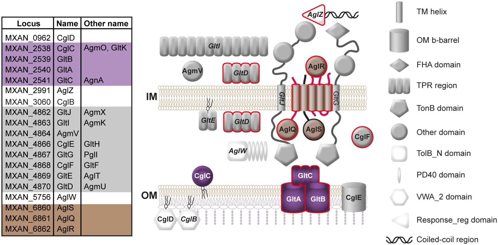 Subcellular localization of proteins required for gliding motility.