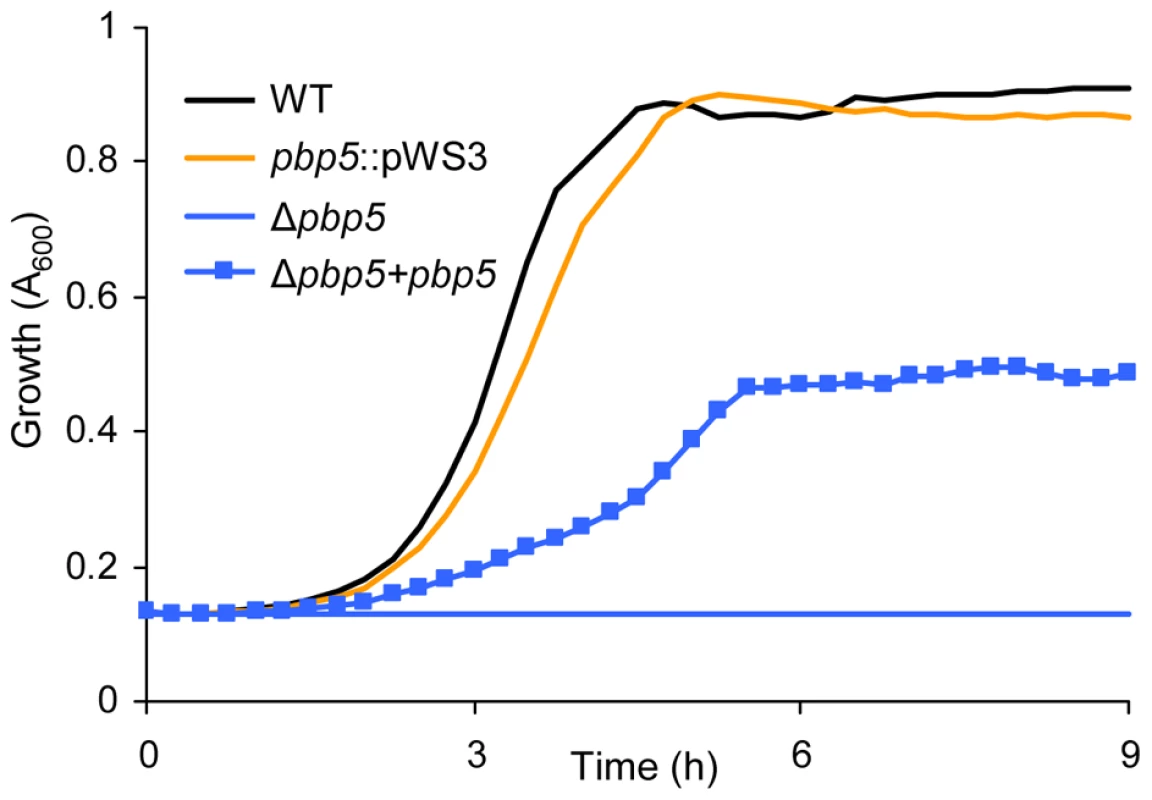 Growth curves of <i>E. faecium</i> E1162 and <i>pbp5</i> mutants in BHI with 20 µg ml<sup>−1</sup> ampicillin.