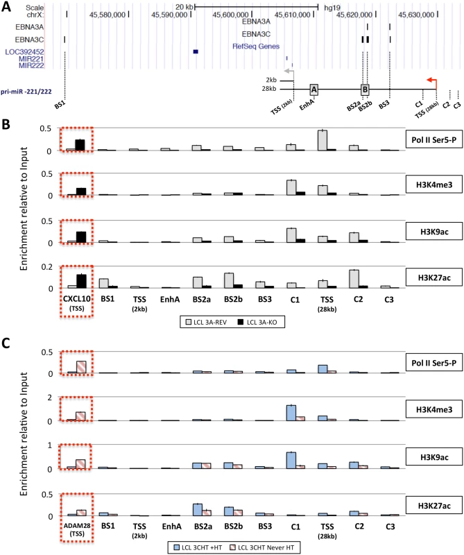 Active chromatin markers and RNA polymerase (Pol) II occupancy on the miR-221/miR-222 cluster genomic locus.