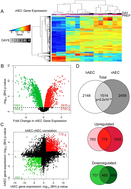 Comparative transcriptomic profiling of human and rat AEC differentiation.