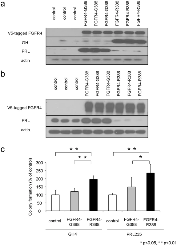 The FGFR4-R388 polymorphism deregulates pituitary hormone production and cell growth.