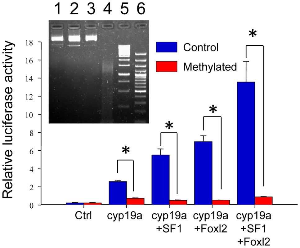 Effects of methylation on sea bass <i>cyp19a</i> promoter activity <i>in vitro</i>.
