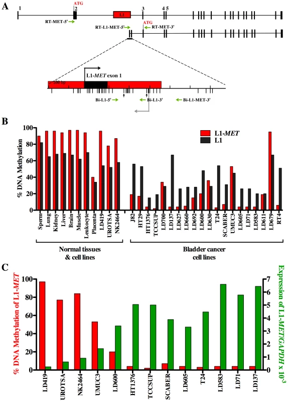 Methylation and expression of L1-<i>MET</i> correlates in cell lines.