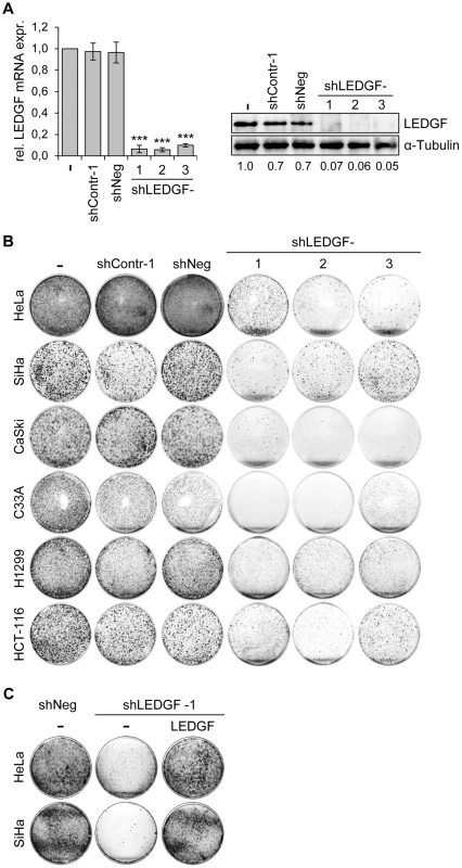 <i>LEDGF</i> silencing by shRNAs blocks the growth of tumor cell lines in colony formation assays (CFAs).