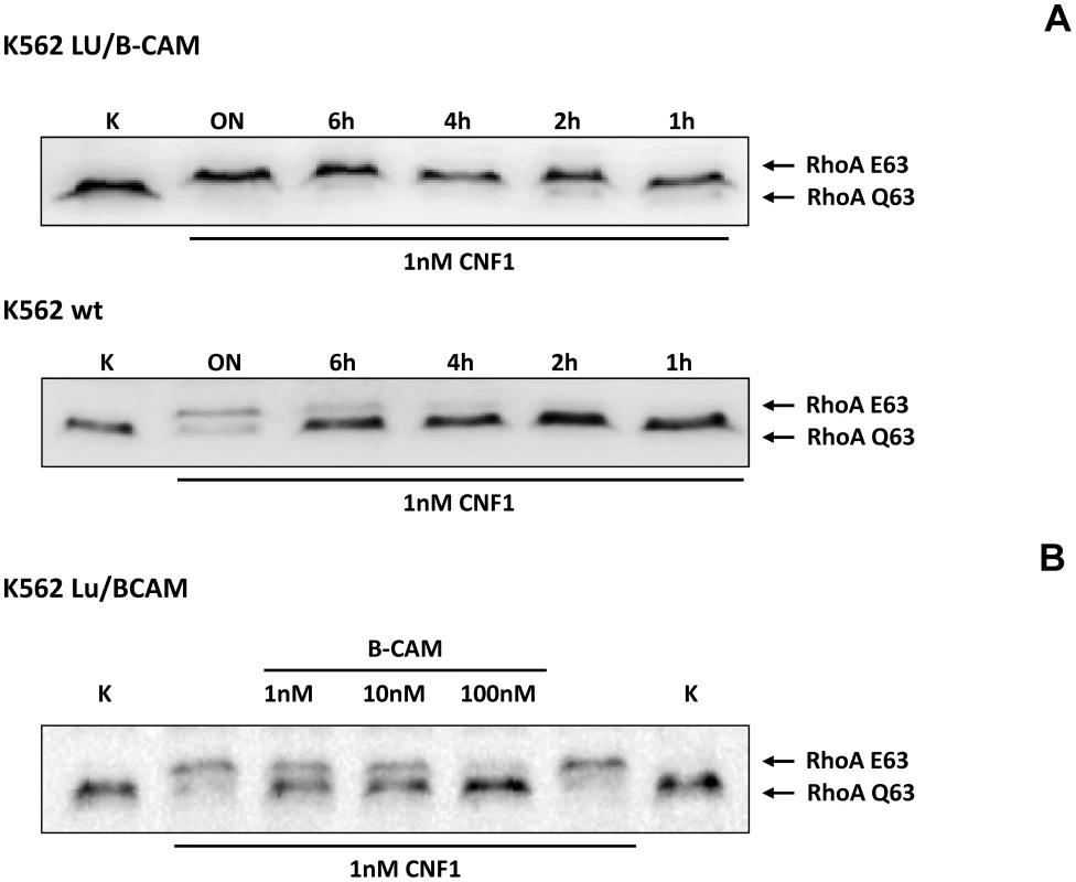 Cells not expressing Lu/BCAM do not respond to CNF1.