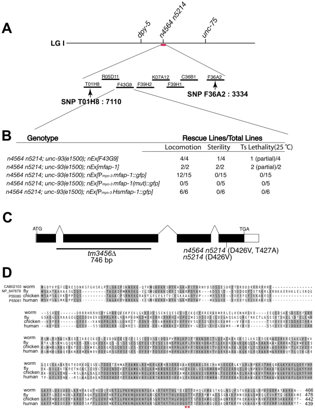 Genetic mapping, cloning, and identification of <i>mfap-1</i>.