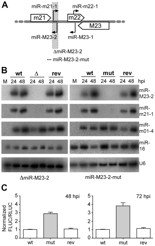 Obtention and characterization of miRNA mutant MCMV.
