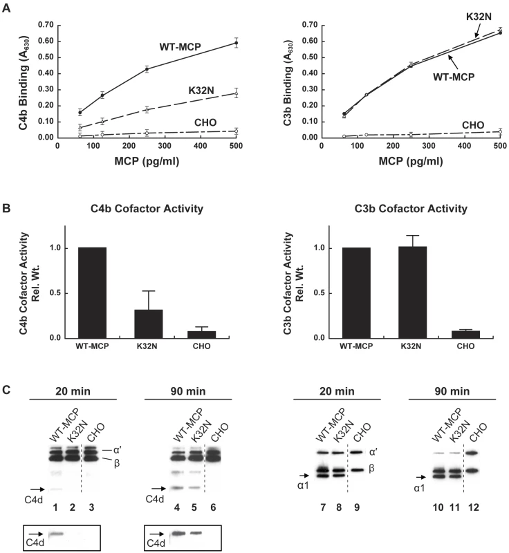 C3b and C4b binding and cofactor activity of K32N compared to wild type MCP.