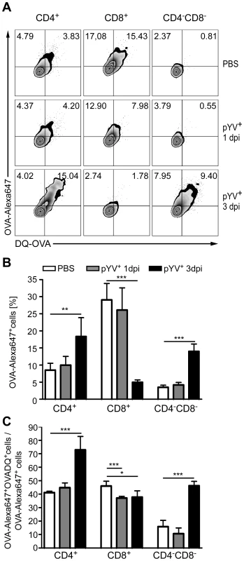 Analysis of antigen uptake and degradation by DCs from mice infected with Ye.