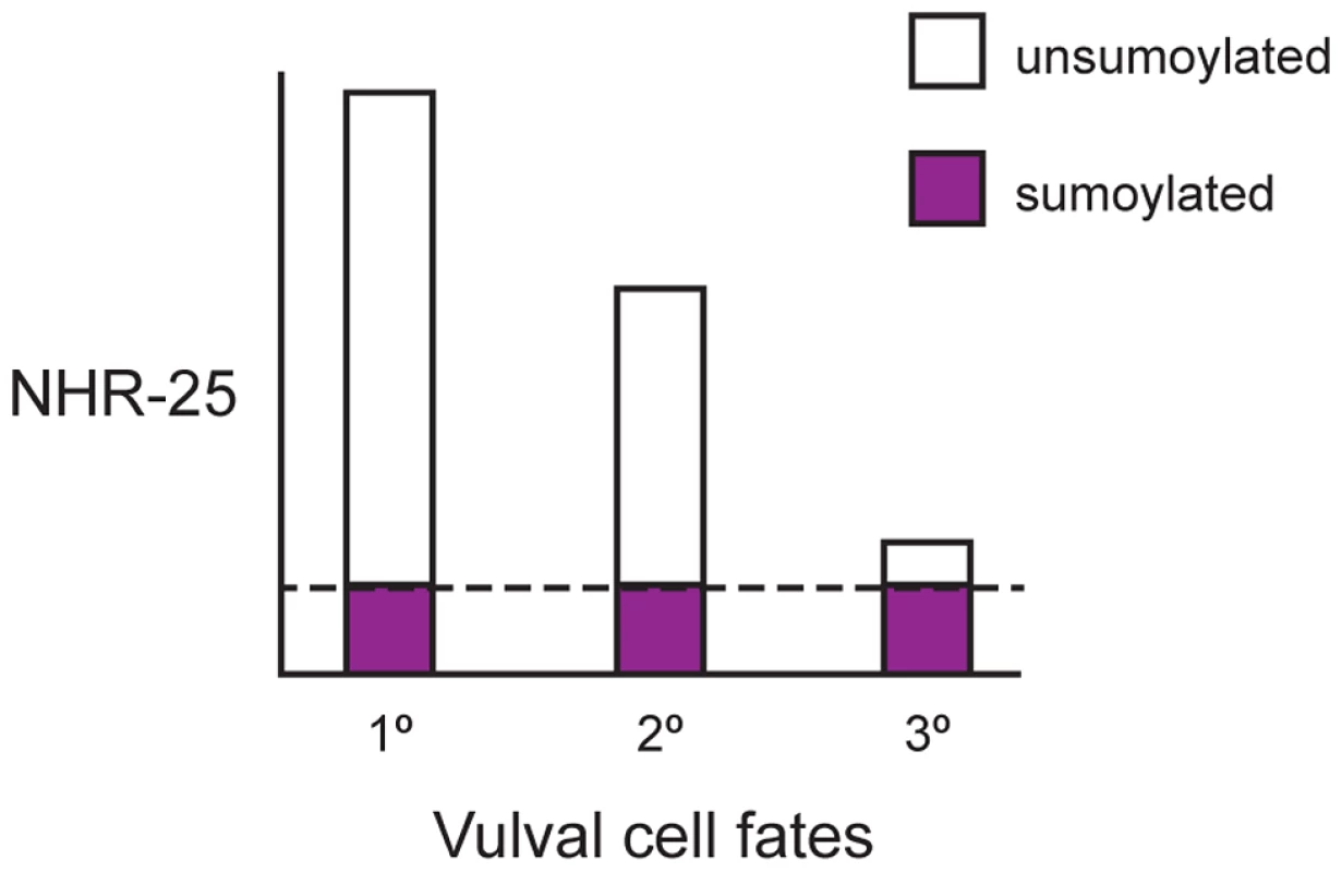Ratio of sumoylated to unsumoylated NHR-25 and 3° cell fate.