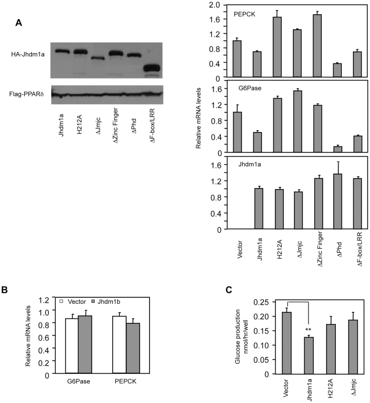 Suppression of gluconeogenic gene expression by Jhdm1a requires its demethylation activity.