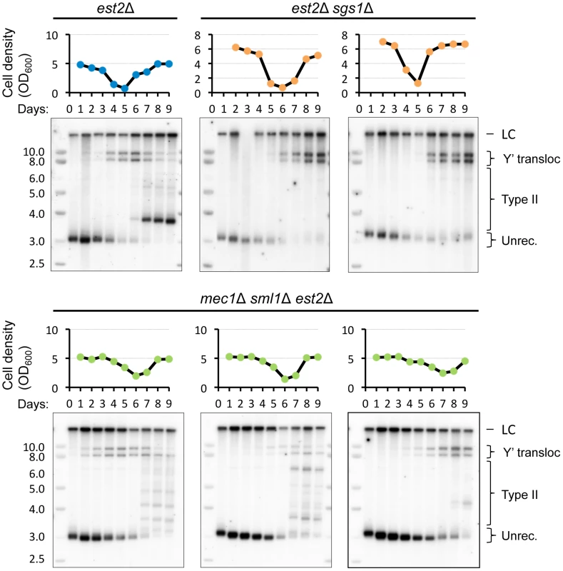 <i>SGS1</i> but not <i>MEC1</i> deletion delays Y′ translocation on the native telomere XV-L.