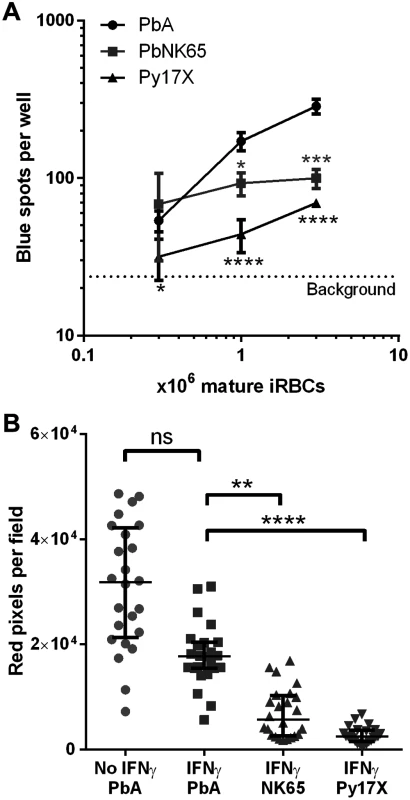 Uptake and cross-presentation efficiency of different rodent malaria parasites by MBECs <i>in vitro</i>.