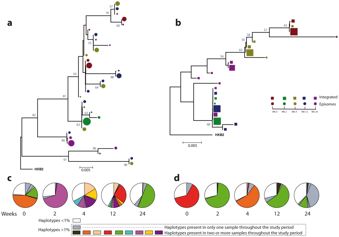 Phylogenetic tree and proportions of episomal and integrated HIV-1 sequences in patient 1.