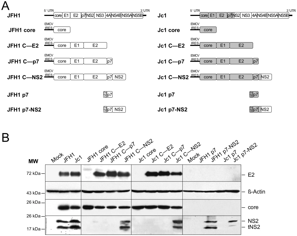 Plasmid constructs and expression levels of core and E2 proteins.