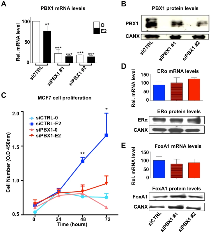 PBX1 is required for the estrogen response in MCF7 cells.