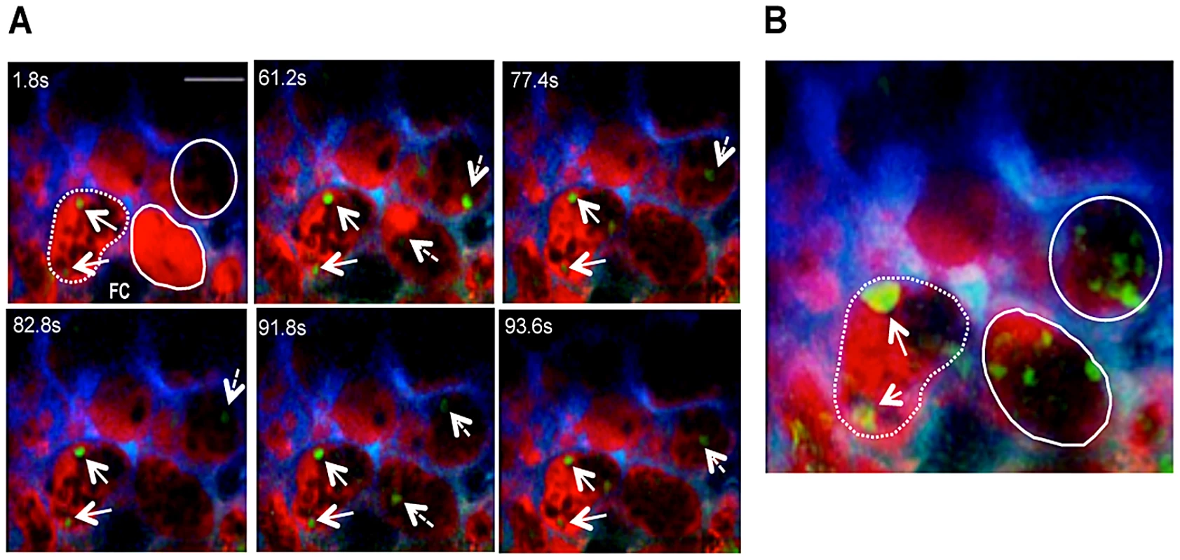 Blood flow determines movement of infected erythrocytes in the placental labyrinth.