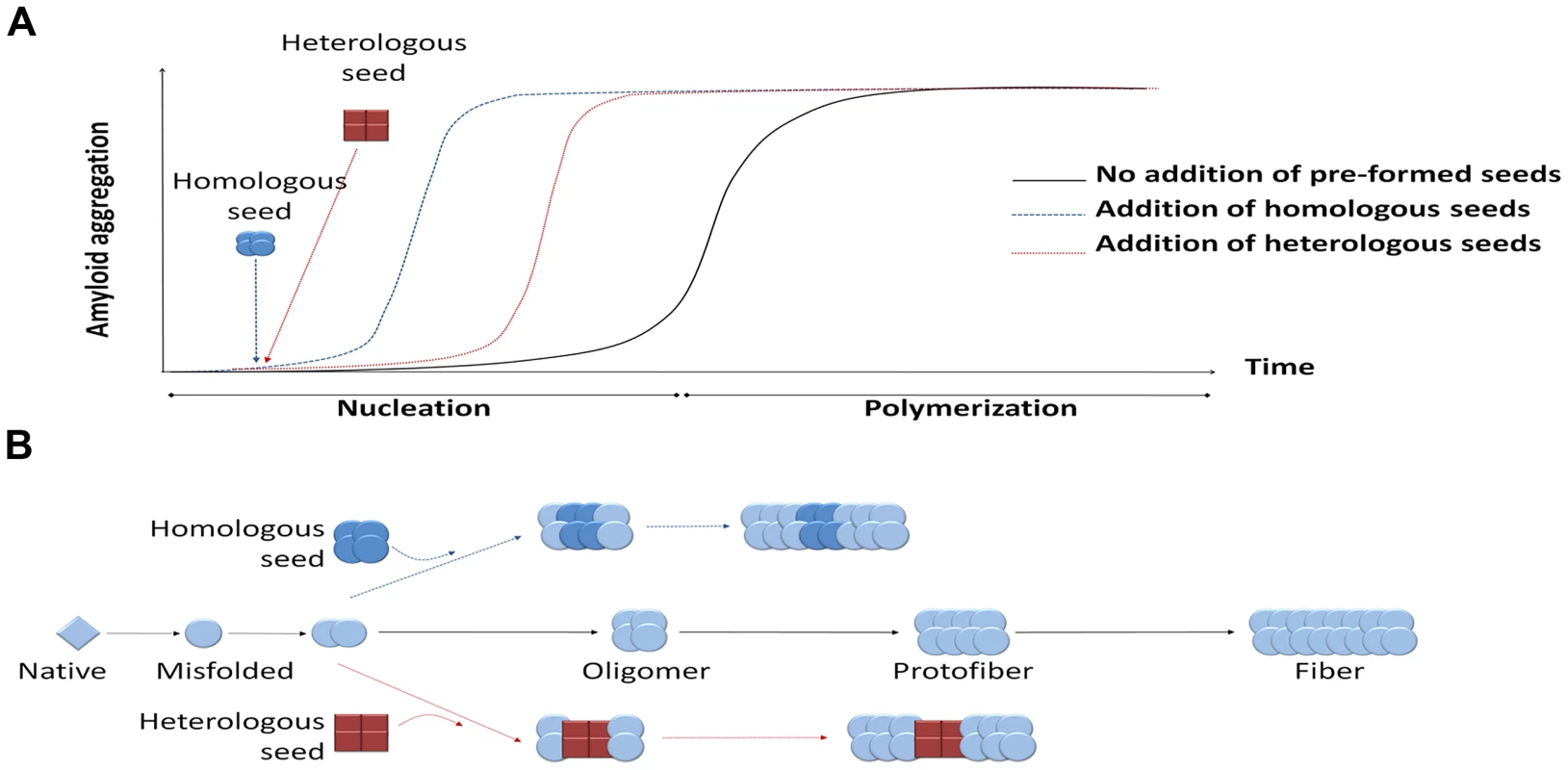 Seeding-nucleation model of protein aggregation and the cross-seeding phenomenon.