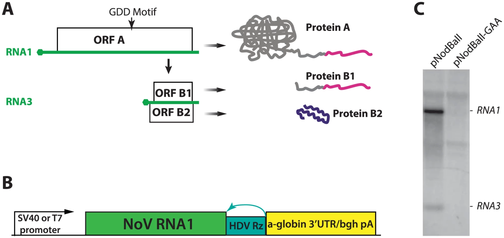 A. A schematic depiction of NoV RNA1 and its translation and replication products.