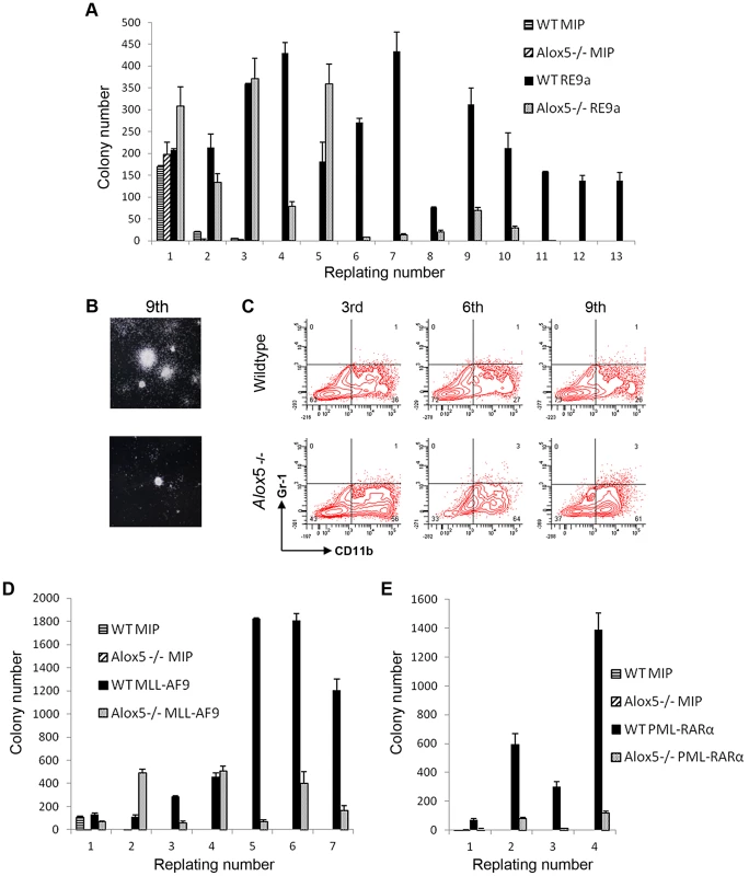 <i>Alox5</i> involvement in hematopoietic cell self-renewal.