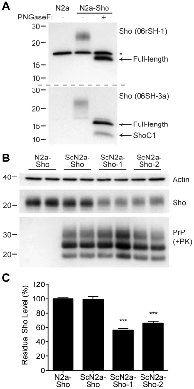 Decreased Sho levels in ScN2a-Sho cells.