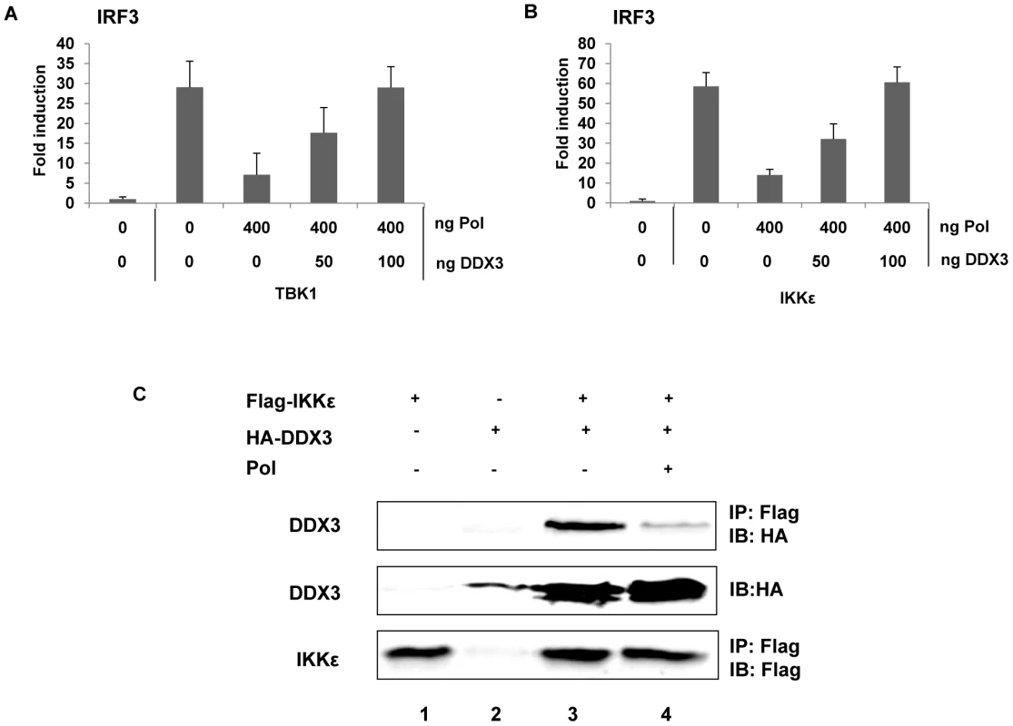 HBV Pol inhibits TBK1/IKKε via an interaction with DDX3.