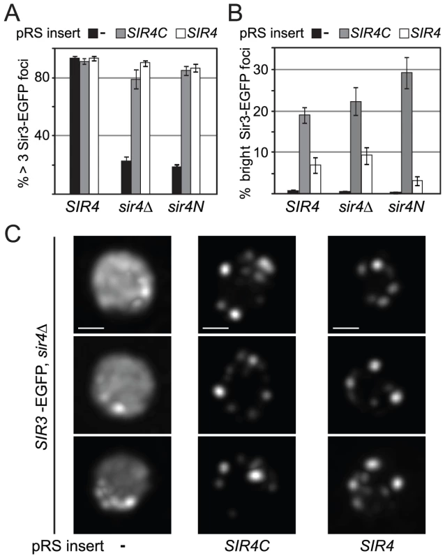 Sir4C supports Sir3 focus formation <i>in vivo</i>.