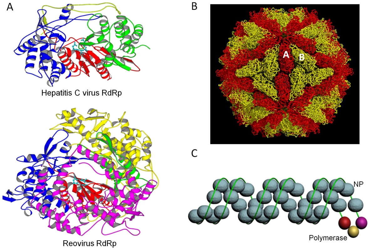 RNA virus replication machineries.