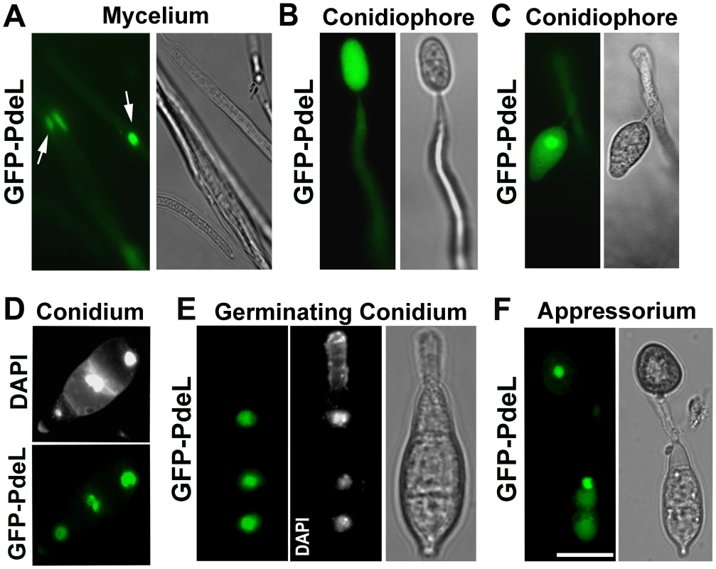 Predominant nuclear localization of the PRO<i><sub>Mpg1</sub></i>-GFP-PdeL during asexual and pathogenic development in <i>M. oryzae</i>.