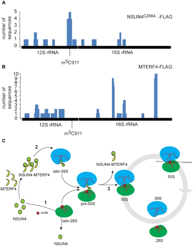 rRNA binding by NSUN4 and MTERF4 and model of the role of the NSUN4/MTERF4 complex in regulation of ribosome assembly.