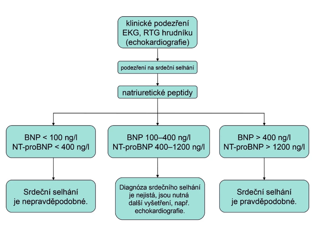 Algoritmus použití hodnot natriuretických peptidů v diagnostice dosud neléčeného srdečního selhání (podle 13)
BNP – natriuretický peptid typu B, NT-proBNP – aminoterminální konec prohormonu BNP, EKG - elektrokardiogram, RTG – rentgenogram