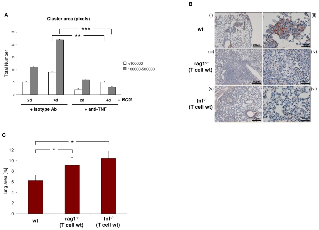 Loss of the macrophage-TCR in the presence of functional T cells results in disorganized granulomas and CCL2 suppression in murine pulmonary tuberculosis.