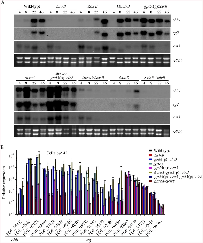Regulation of cellulolytic gene expression by ClrB, XlnR and CreA.