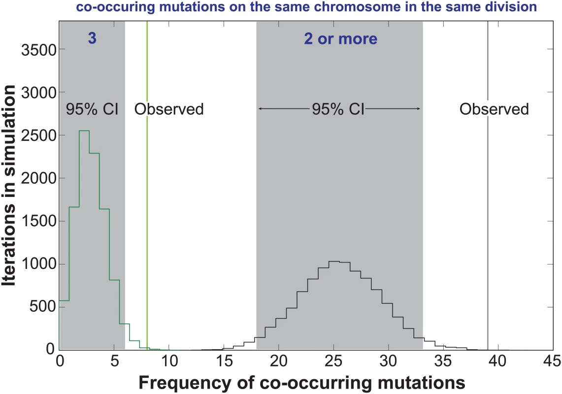 Co-occurrences of mutations in the same chromosome and cell division.