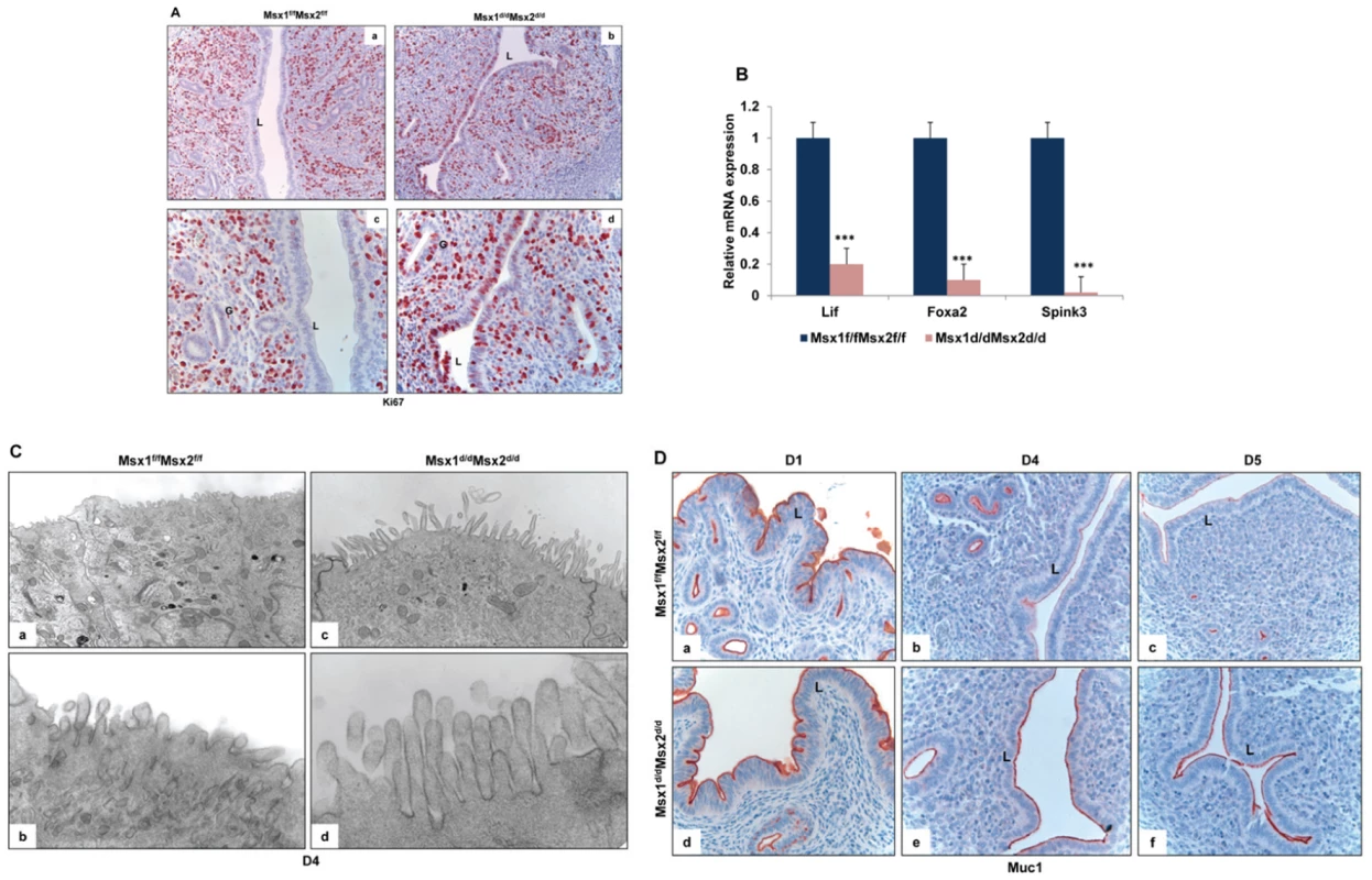 Enhanced proliferation in the uterine epithelium and lack of receptivity in <i>Msx1<sup>d/d</sup>Msx2<sup>d/d</sup></i> mice.