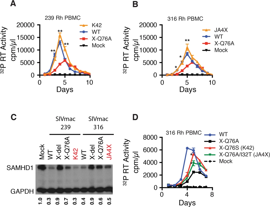 Analyses of Vpx revertant viruses emerging in macaques K42 and JA4X.