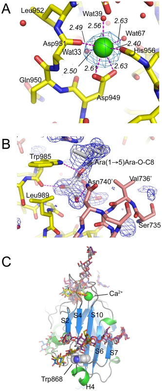 Metal binding and putative carbohydrate binding sites.