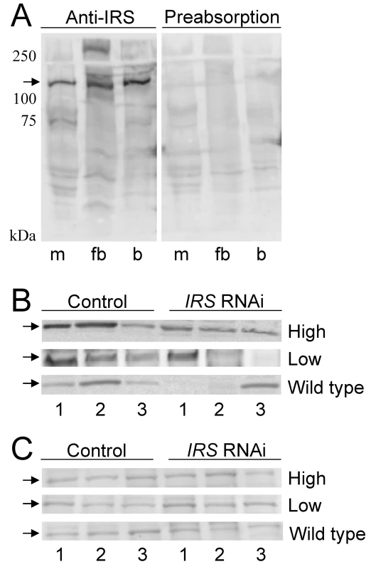 Western blot assessment of peripheral IRS knockdown.