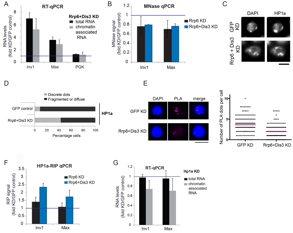 Depletion of exosome ribonucleases alters the compaction of the heterochromatin and increases the levels of heterochromatin-associated transcripts.