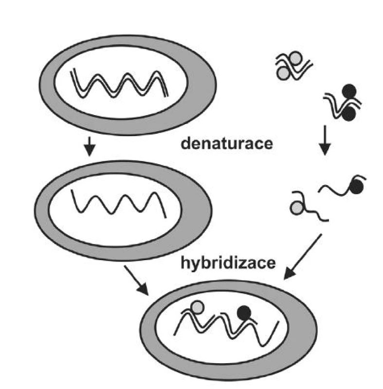 Princip metody I-FISH. Dvouvláknovou DNA v jádře buňky (levá část schématu) a dvouvláknovou DNA směsi dvou přímo fluorescenčně značených sond (pravá část schématu) je třeba nejdříve převést na jednovláknové struktury (denaturovat). Denaturovaná směs sond je aplikována na histologické sklo s denaturovanou tkání. Při vhodných podmínkách (teplota, pH, iontová síla) sondy naleznou komplementární část genomické DNA a vytvoří s ní hybridní dvouvláknovou strukturu. V tomto místě pak pozorujeme fluorescenční signály z přímo značených sond.