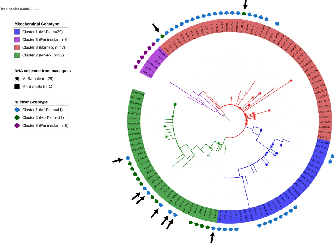 Phylogenetic tree constructed from <i>P</i>. <i>knowlesi</i> mitochondrial sequences for the 60 whole genome sequenced samples and 54 published others [<em class=&quot;ref&quot;>6</em>] sourced from human, <i>M</i>. <i>nemestrina (Mn)</i> and <i>M</i>. <i>fascicularis (Mf)</i> samples.