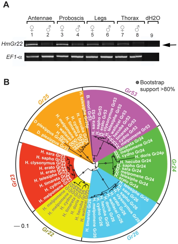 <i>HmGr22</i> expression in adults and intronless <i>Grs</i> from whole-genome sequence data across the <i>Heliconius</i> phylogeny.
