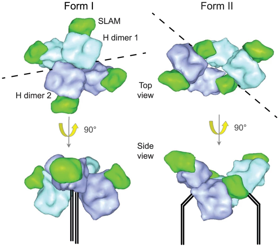 Representation of MeV H head domains complexed with soluble Slam receptor based on the coordinates reported by Hashiguchi and colleagues <em class=&quot;ref&quot;>[<b>31</b>]</em>.