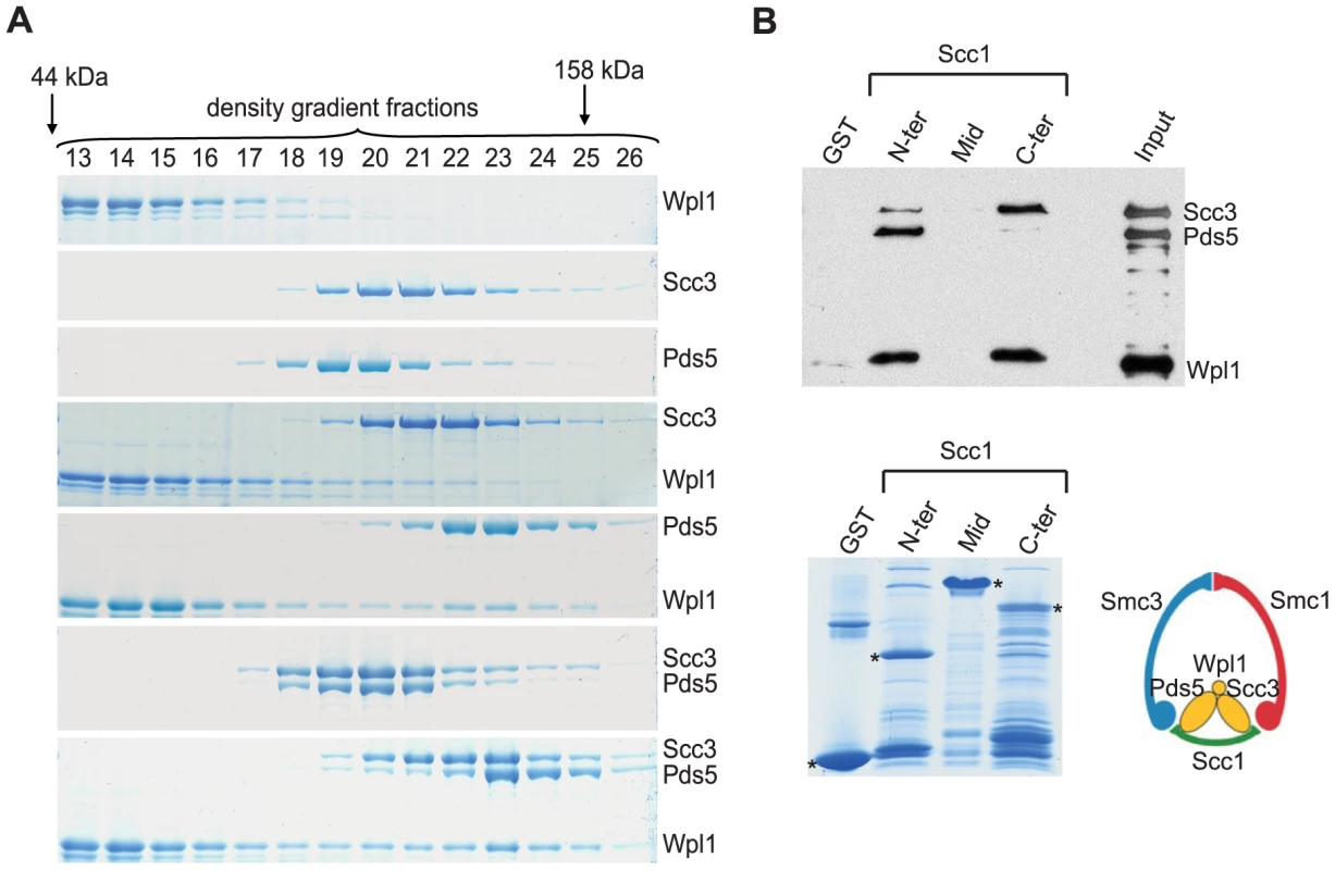 Scc3, Pds5, and Wpl1 form a complex and associate with Scc1 “core” subunit of cohesin.