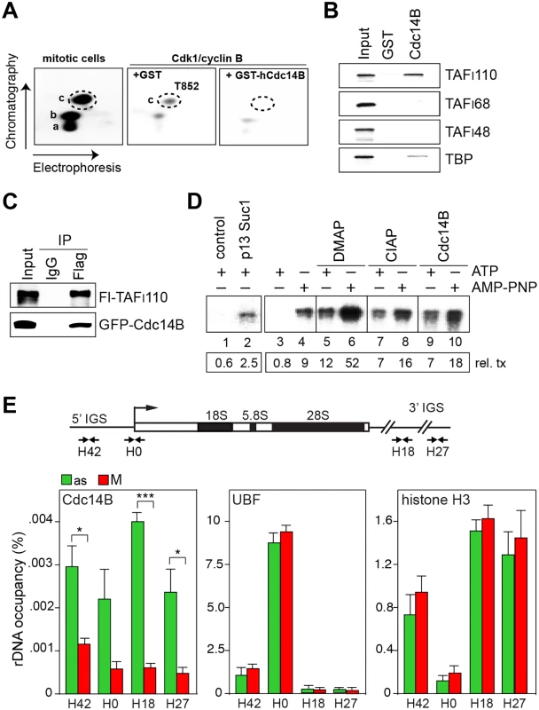 Cdc14B relieves transcriptional repression by dephosphorylating TAF<sub>I</sub>110 at threonine 852.
